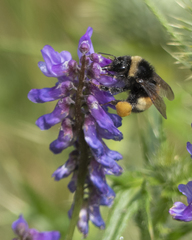 Bombus terricola image