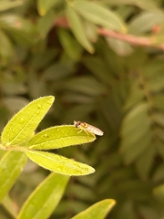 Syrphidae