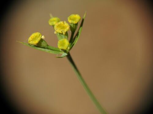 Image of Bupleurum praealtum by (c) Yves Bas, some rights reserved (CC BY)