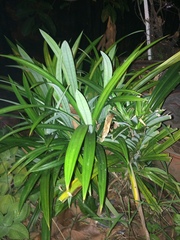 Pandanus amaryllifolius