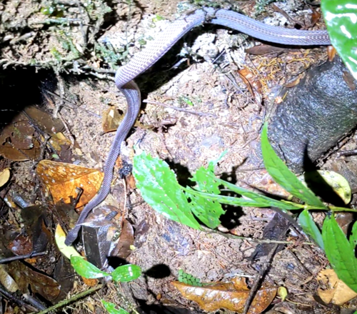 Western Forest File Snake