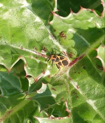 Tropidothorax sternalis