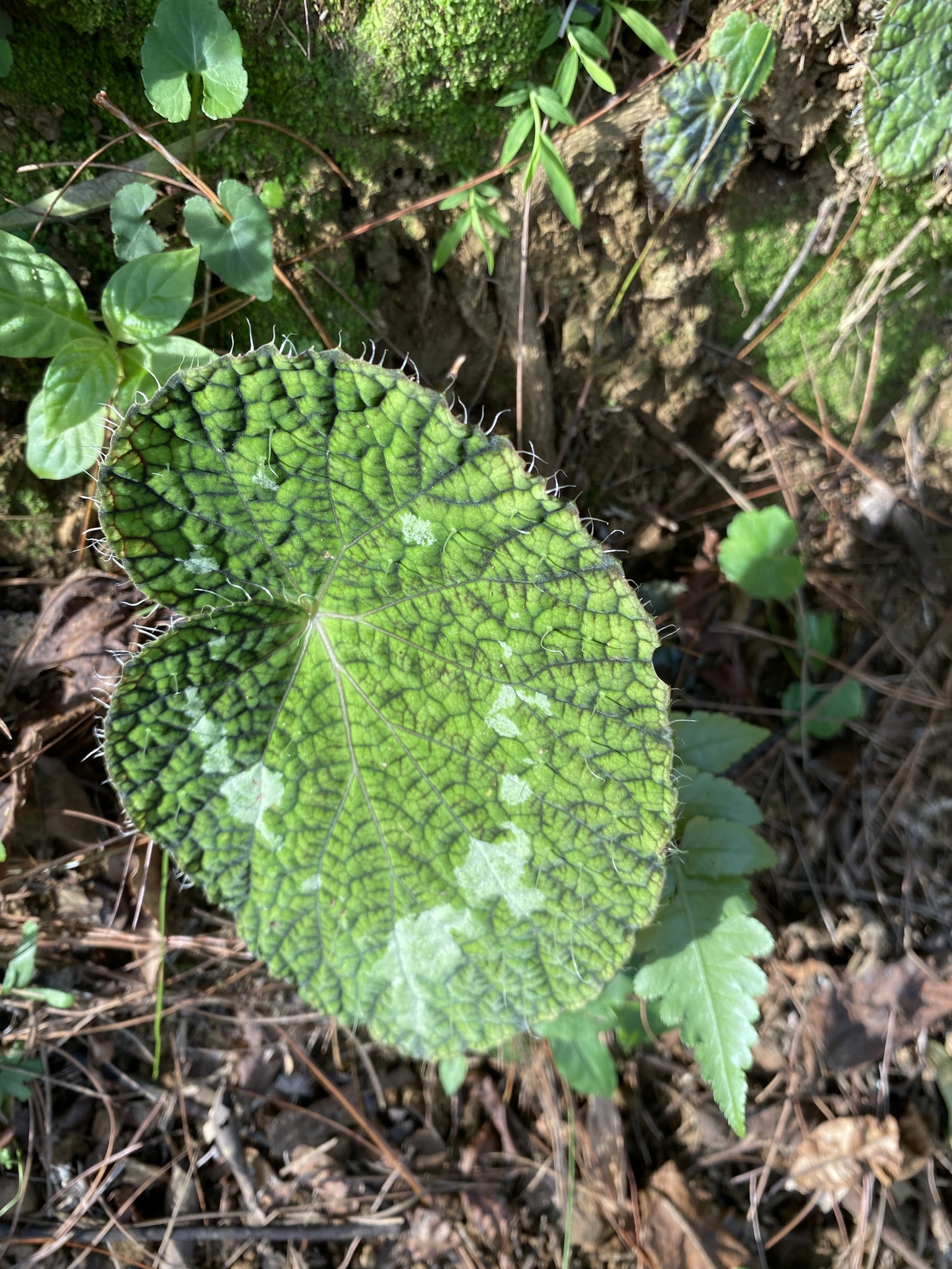 Begonia longiciliata — ảnh 3