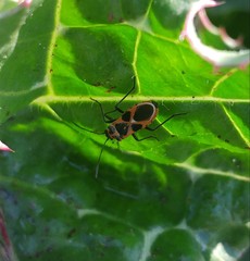 Tropidothorax sternalis