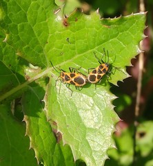 Tropidothorax sternalis