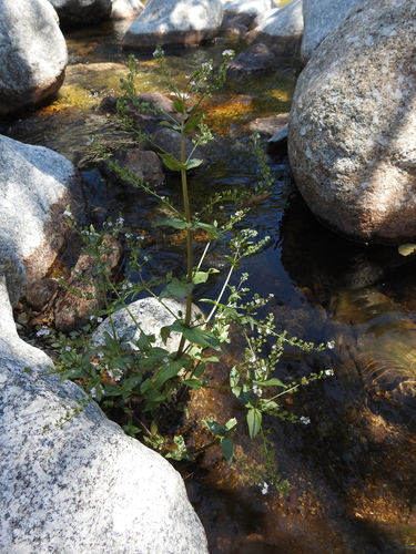 Image of Veronica anagalloides by (c) Yves Bas, some rights reserved (CC BY)