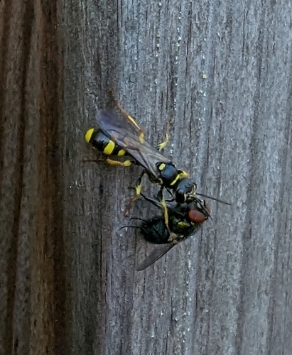 Field digger wasp, Zwolle, photo 10 of 10