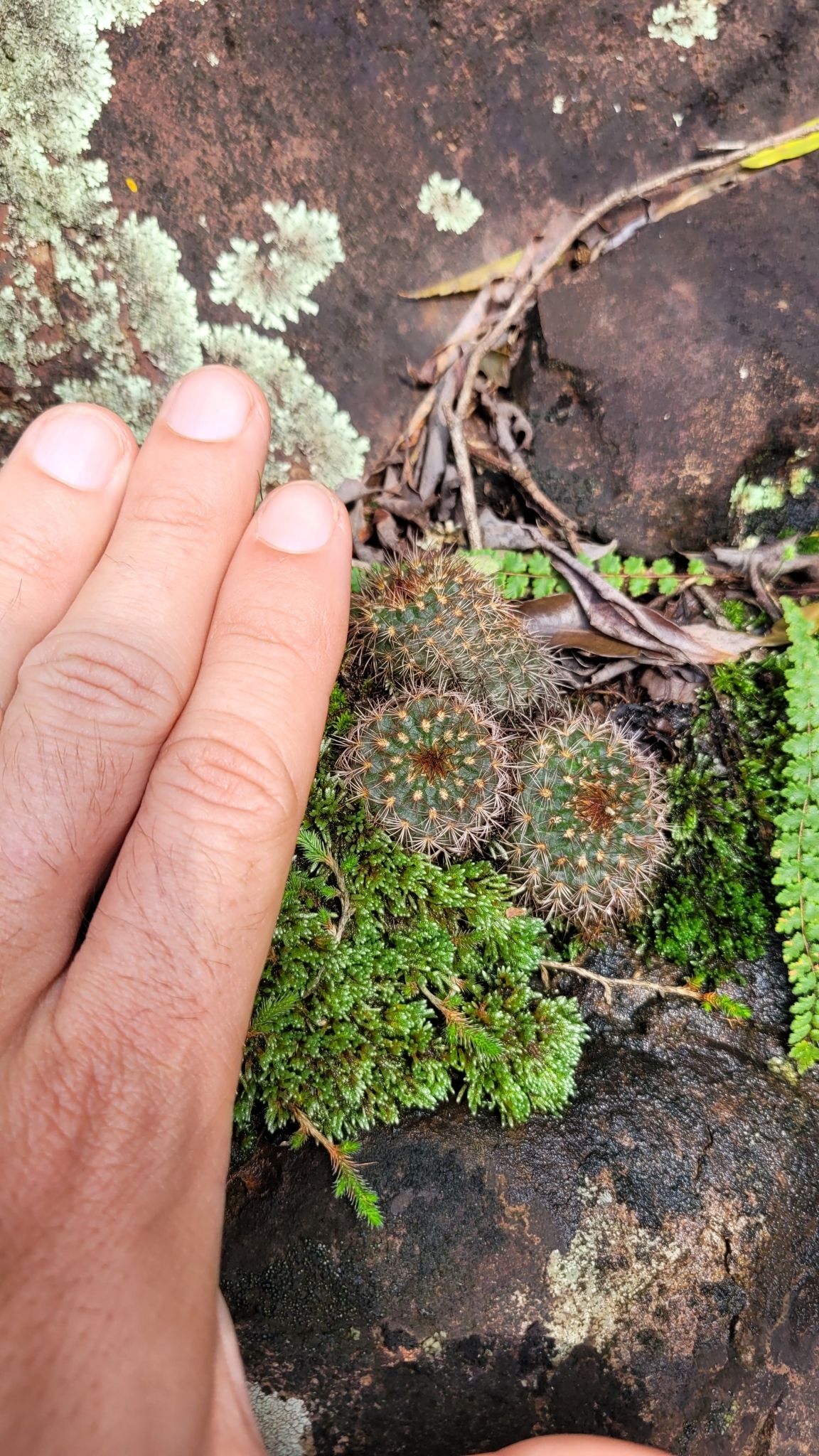 Imagem de Cacto-fraileia