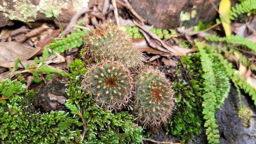 Foto de Cacto-fraileia