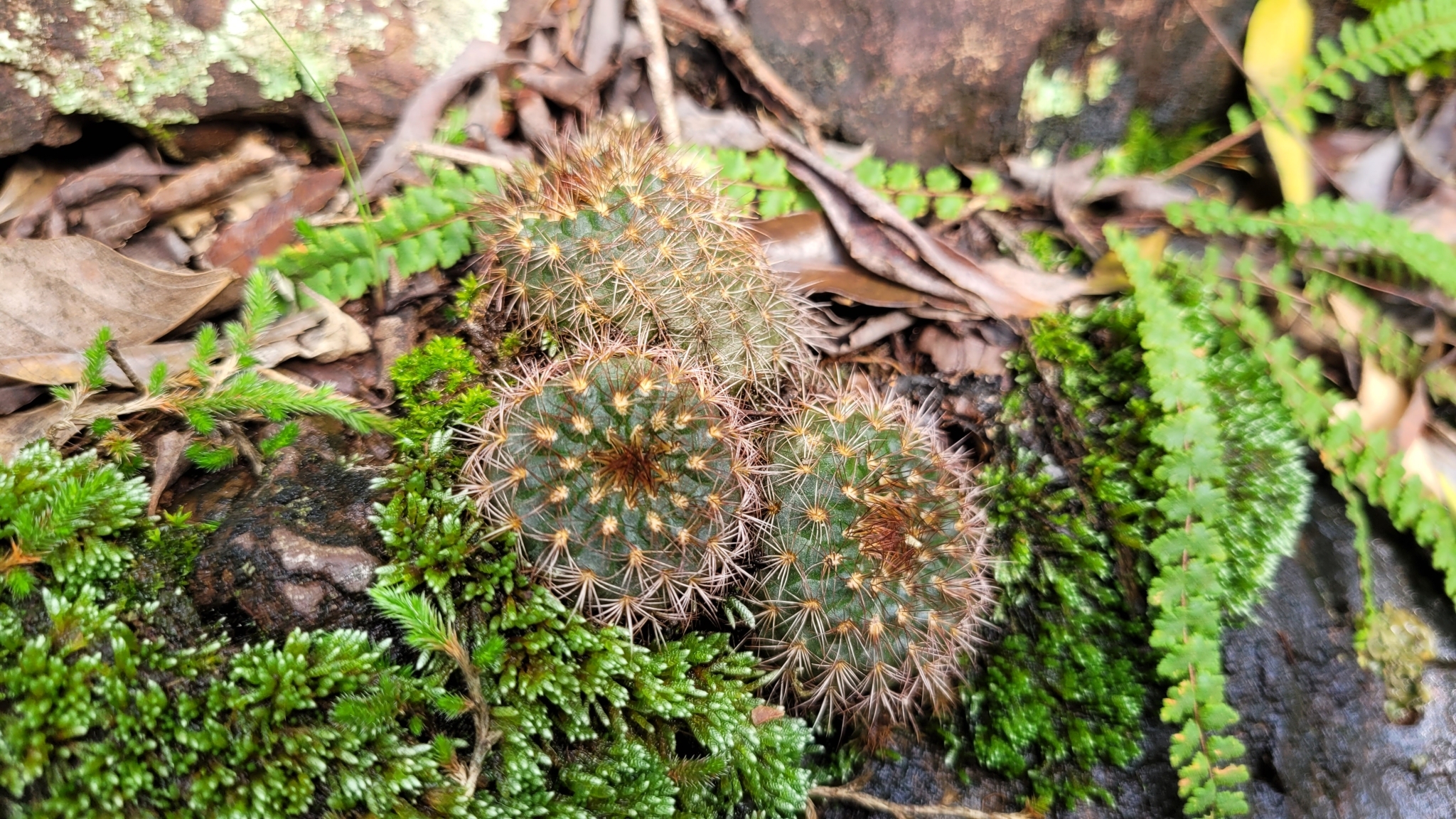 Imagem de Cacto-fraileia