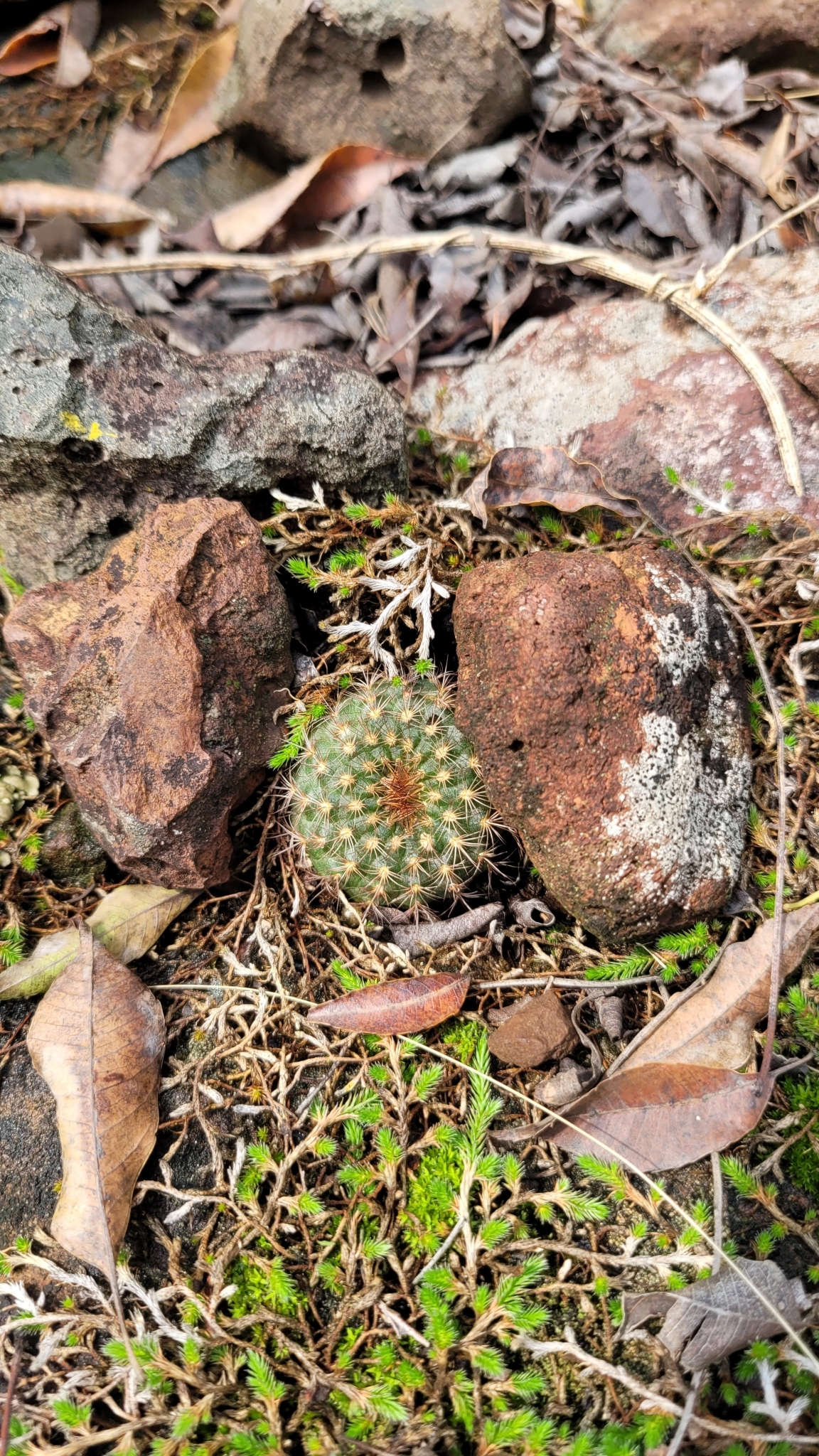 Imagem de Cacto-fraileia