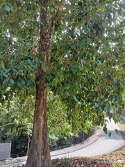 Syzygium grande