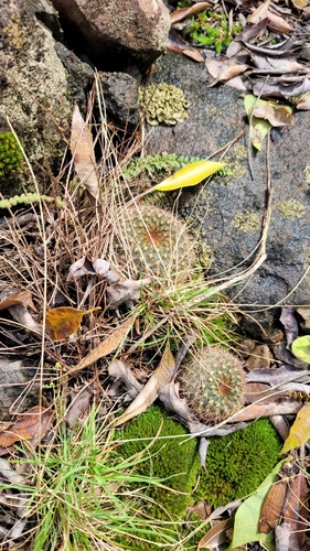 Foto de Cacto-fraileia