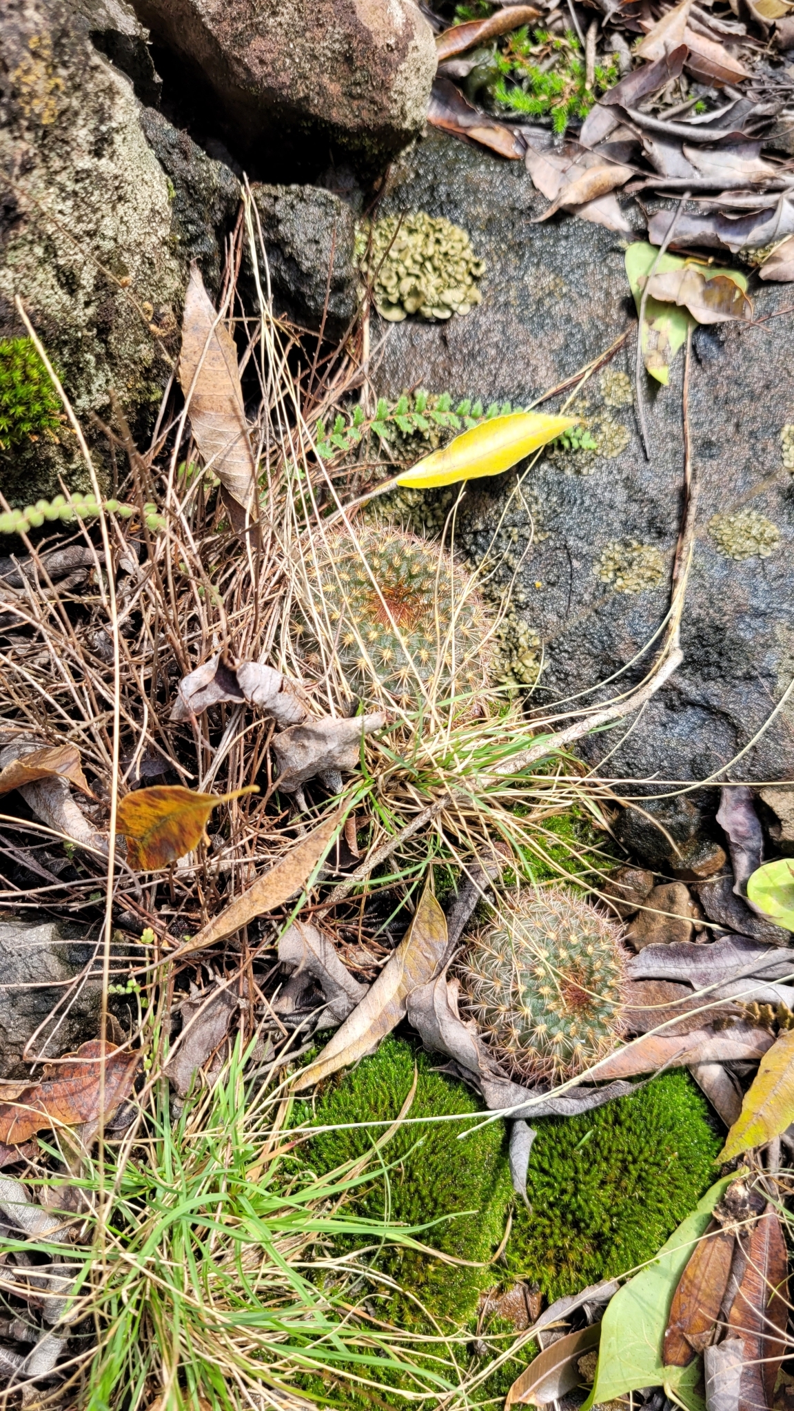 Imagem de Cacto-fraileia