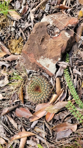Foto de Cacto-fraileia