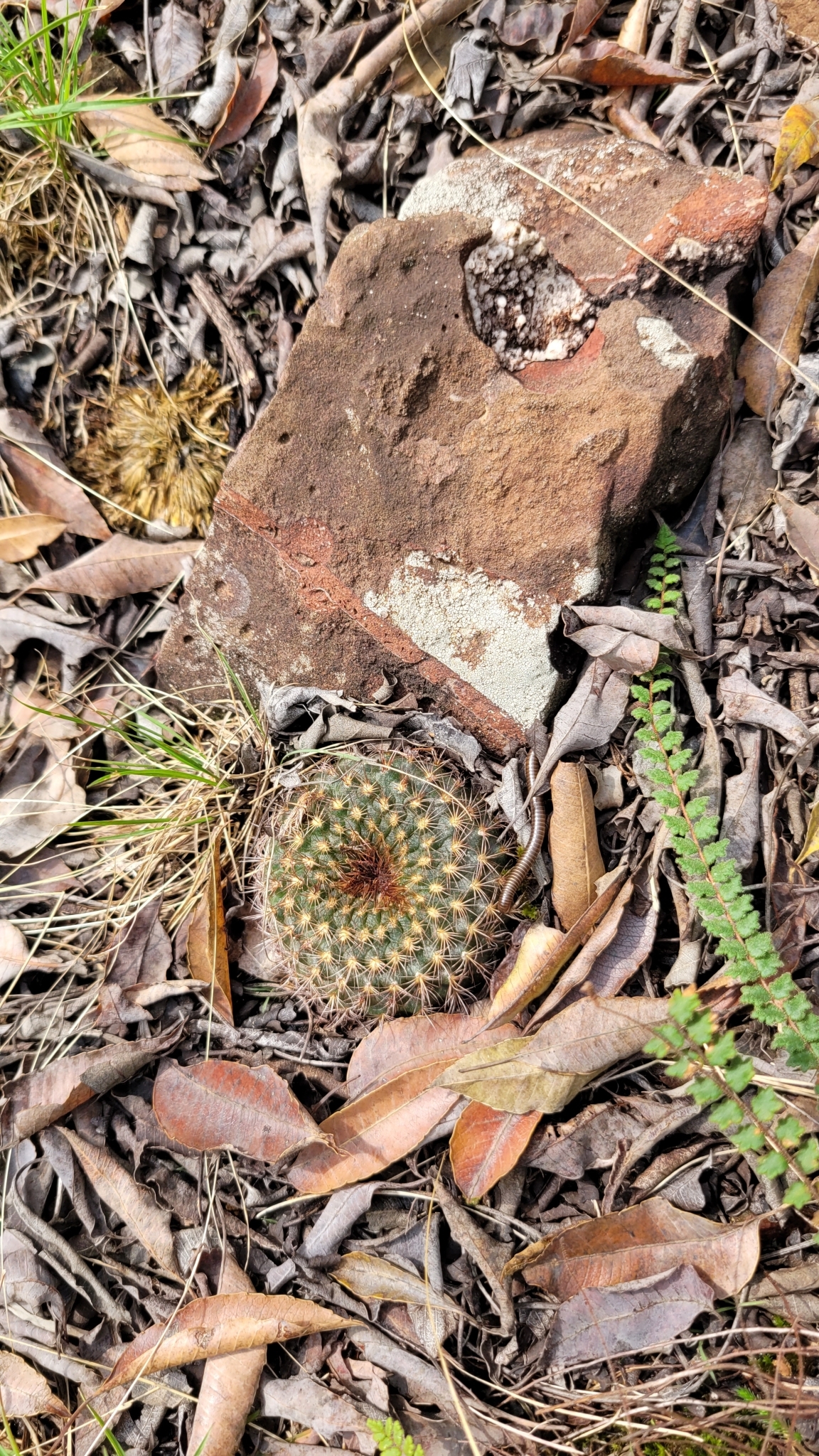 Imagem de Cacto-fraileia