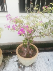 Bougainvillea