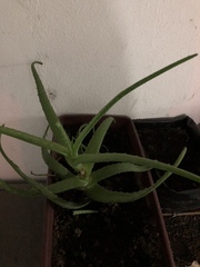 Aloe