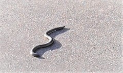 Afrotyphlops schlegelii