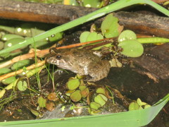 Leptodactylus petersii