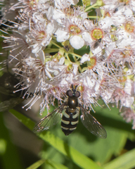 Megasyrphus laxus image