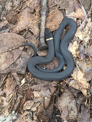 Diadophis punctatus punctatus