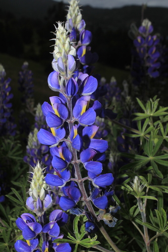 Lupinus bogotensis observed 2023-07-05
