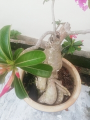 Adenium
