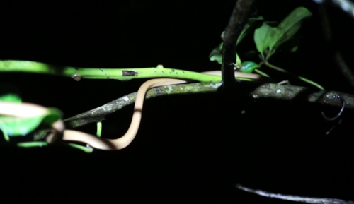Uganda House Snake