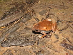Hamptophryne boliviana