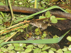 Leptodactylus petersii