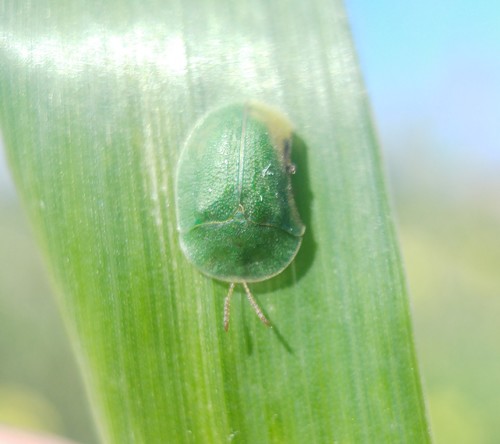 Cassida palaestina