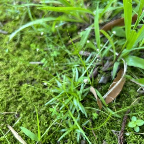 Eriocaulon truncatum iNat (2)