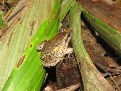 Leptodactylus petersii