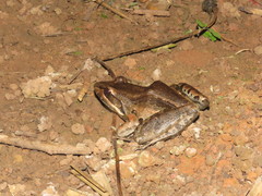 Leptodactylus bolivianus