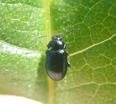 Podagrica malvae