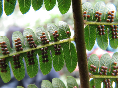 Alsophila firma, photograph 2