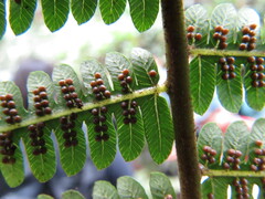 Alsophila firma, photograph (c) Chris Hoess, some rights reserved (CC BY-SA)