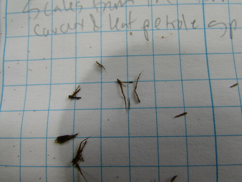 Alsophila firma
