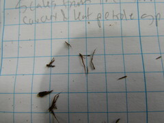 Alsophila firma