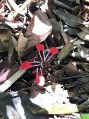 Etlingera metriocheilos