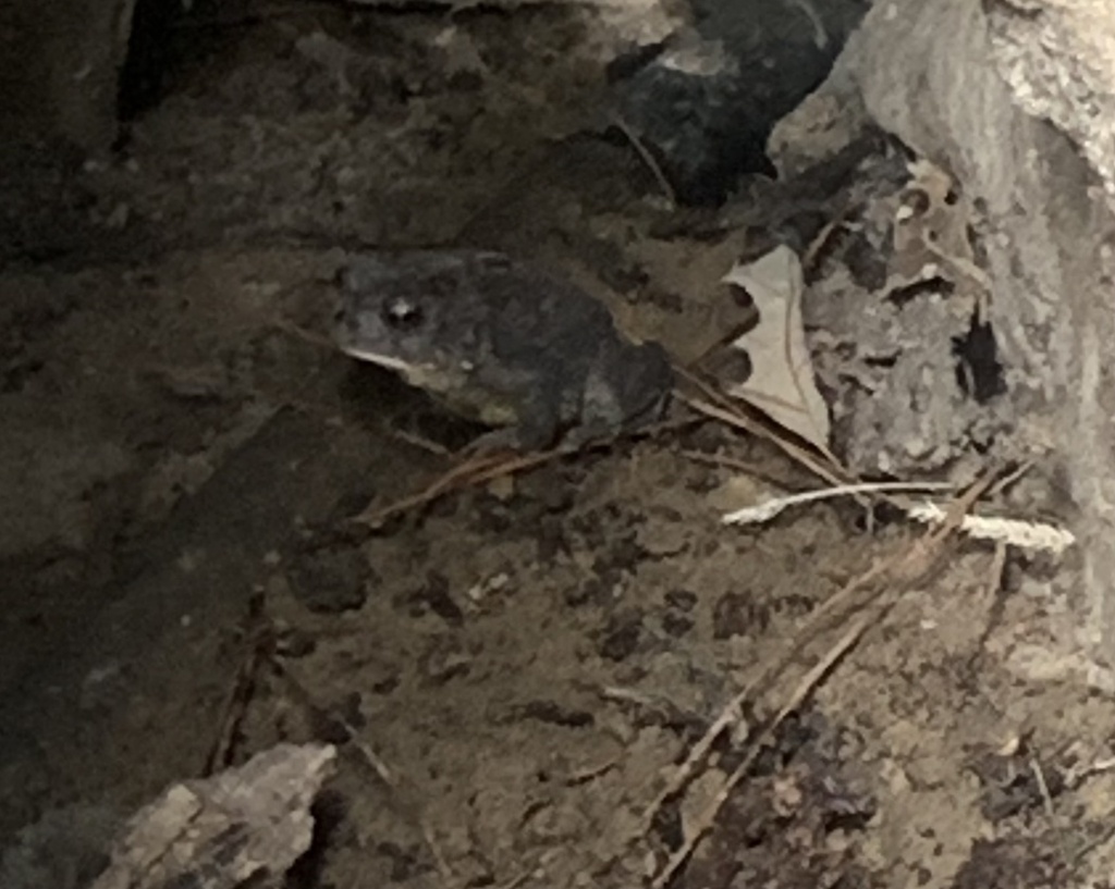 North American Toads from E Edgerton St, Dunn, NC, US on September 10 ...