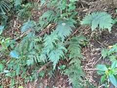 Parapolystichum microsorum pentangulare