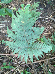 Parapolystichum microsorum pentangulare