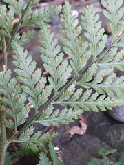 Parapolystichum microsorum pentangulare