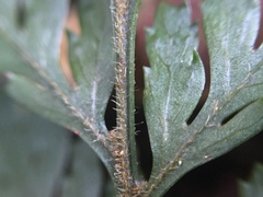 Parapolystichum microsorum pentangulare