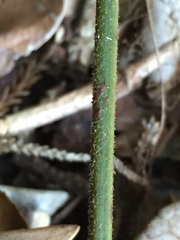 Parapolystichum microsorum pentangulare