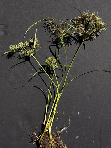 Cyperus engelmannii iNat (1)