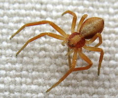 Philodromus rufus pacificus