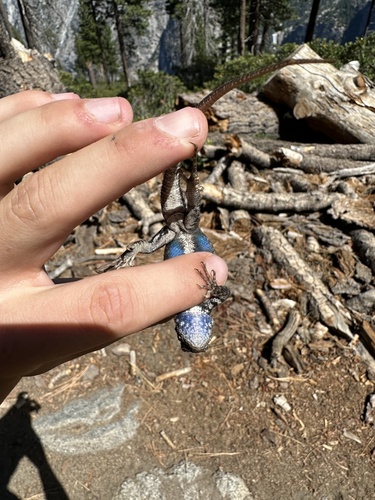 iNaturalist observation photo of Common Sagebrush Lizard